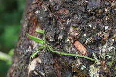 Taeniophyllum alwisii